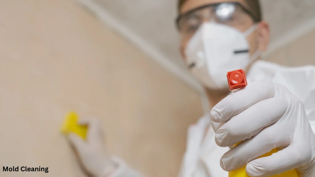 Why Mold is A Serious Problem in Dubai